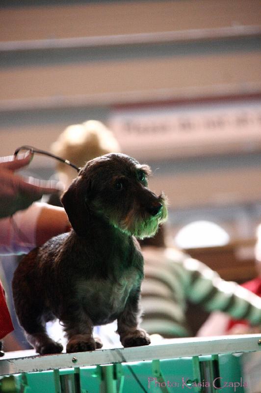 Crufts2011_2 870.jpg